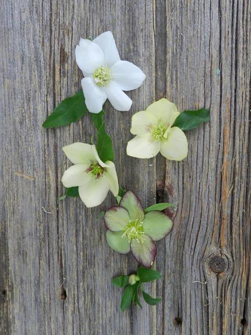 ASSORTED HELLEBORUS